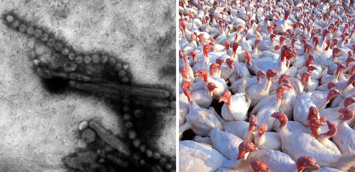 Influenza aviaria in Italia, 60.000 tacchini saranno abbattuti