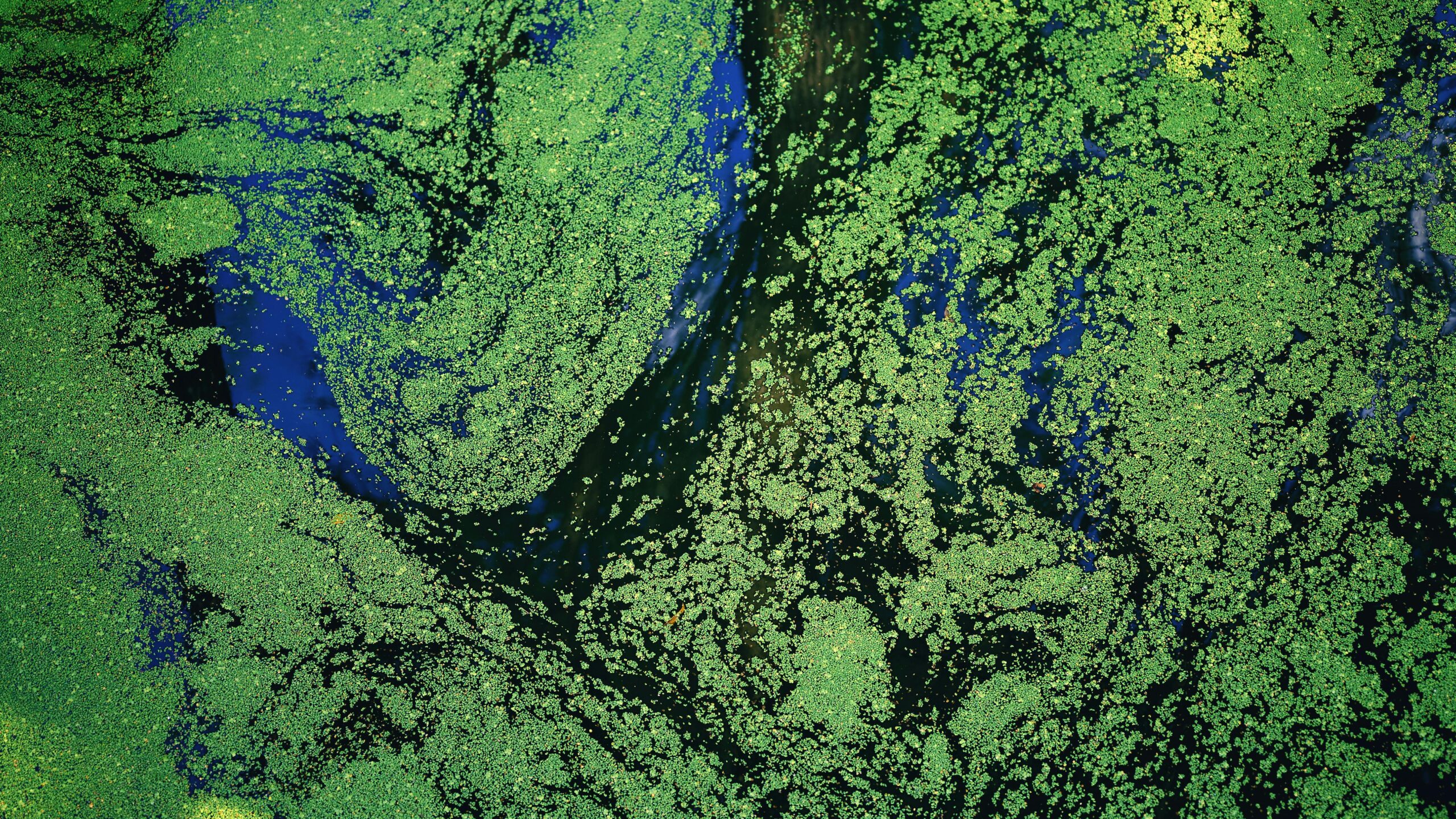 I terremoti sottomarini causano la fioritura del fitoplancton. Uno studio indaga sulla correlazione