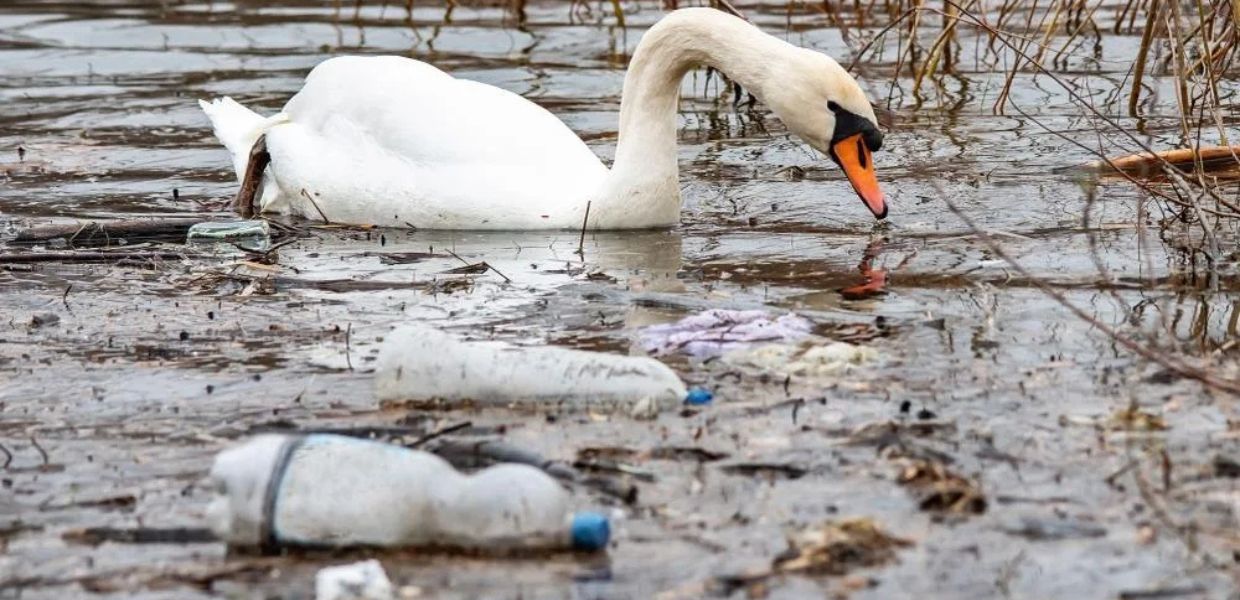 plastica inquinamento antibiotico resistenza