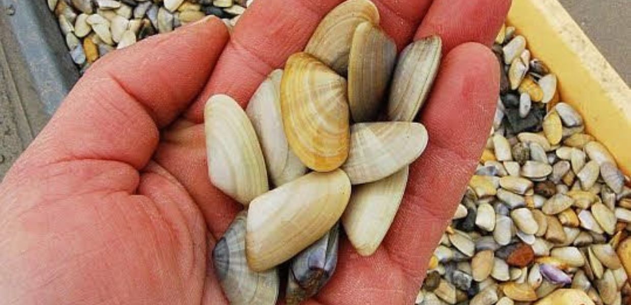 salmonella molluschi fiumicino