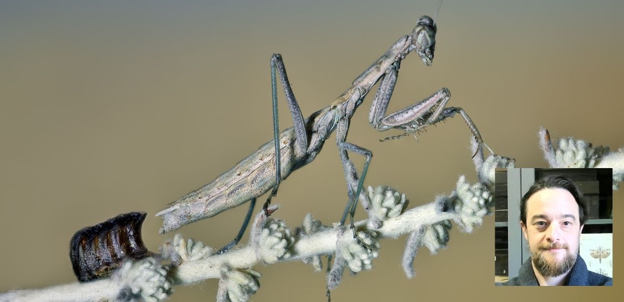 Sardegna, scoperta nuova specie di mantide | VIDEO