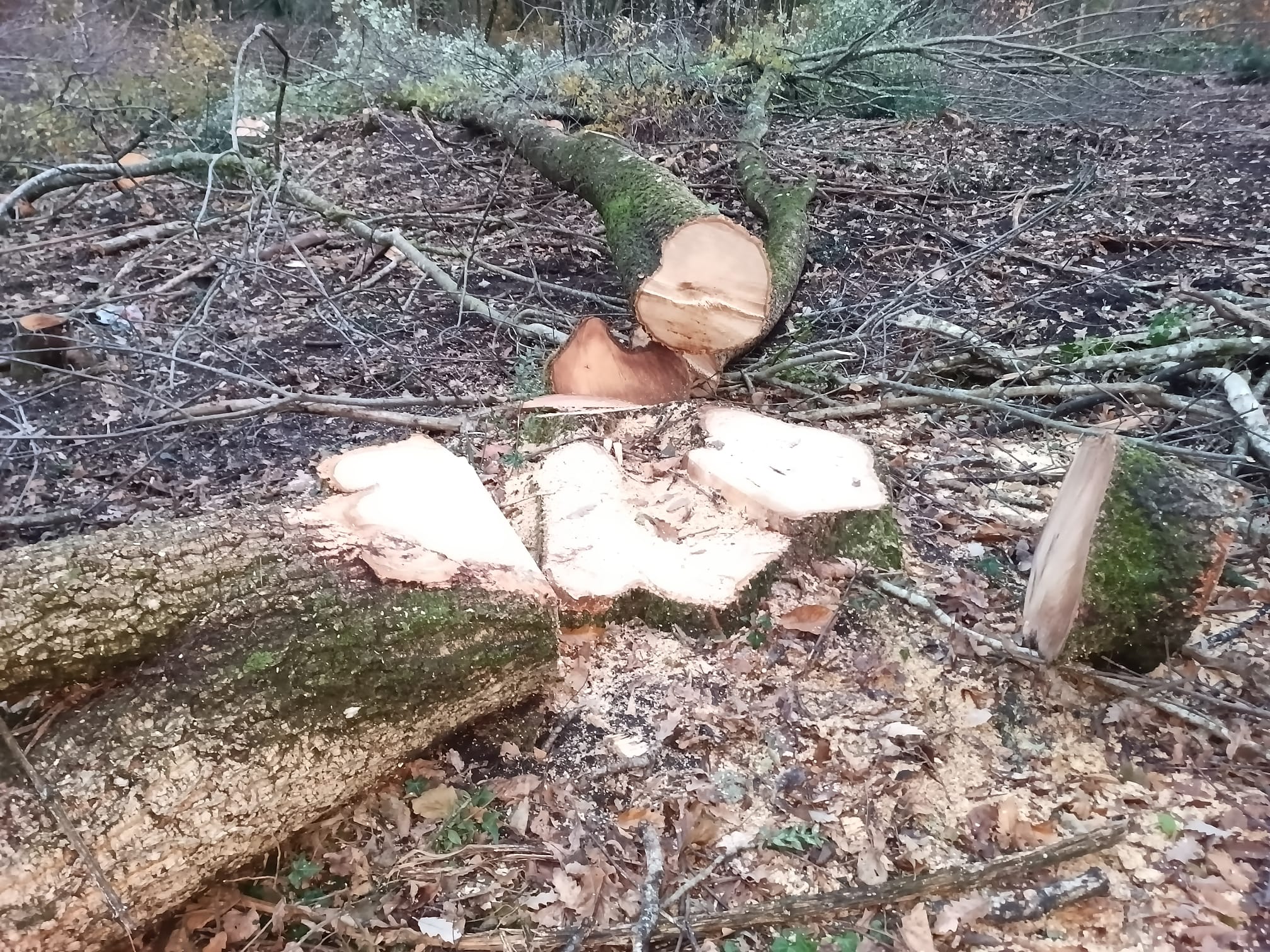 Castelli Romani, associazioni denunciano nuovi tagli indiscriminati a specie arboree di pregio