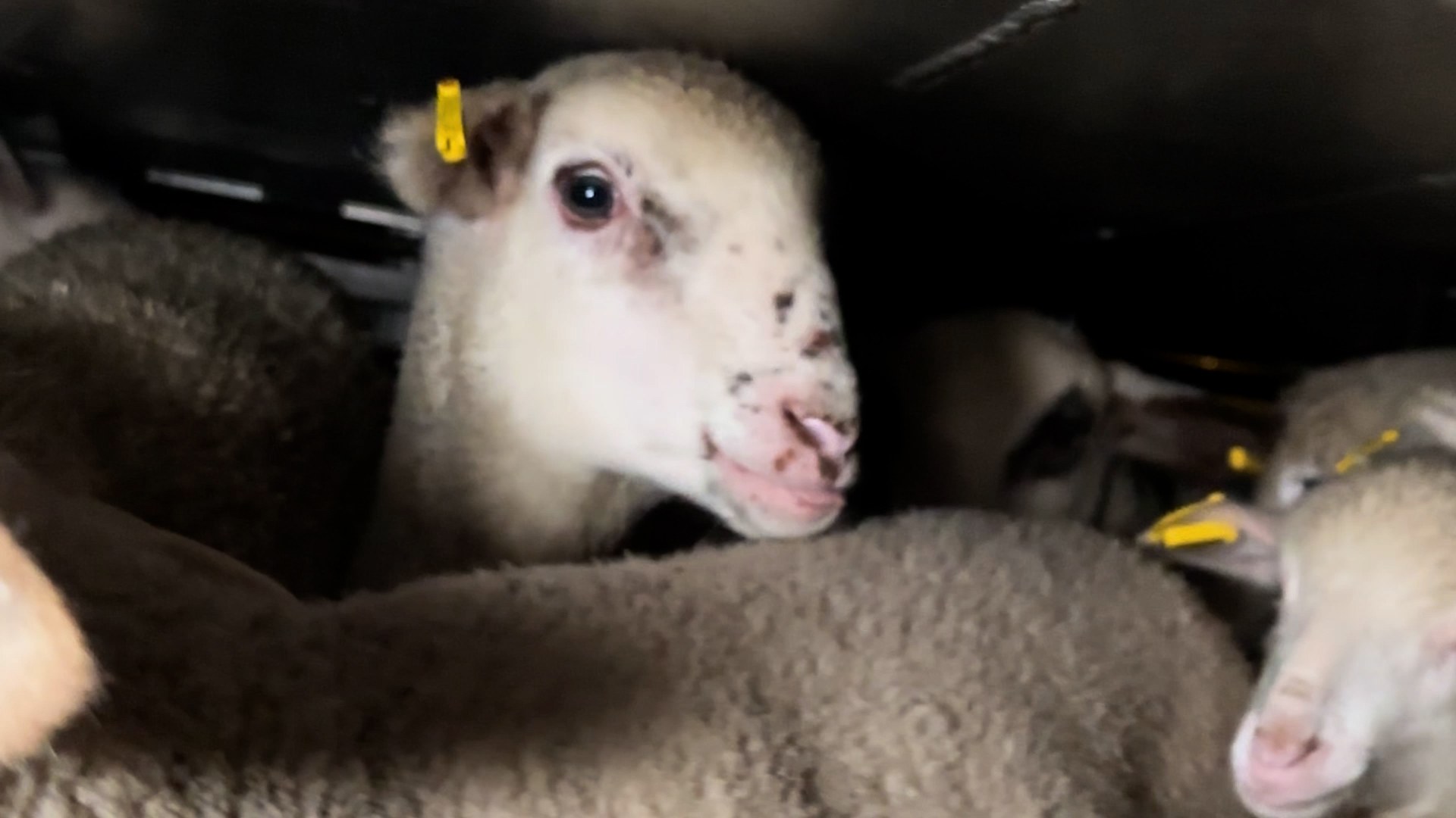 Essere Animali denuncia le condizioni di trasporto degli agnelli che arrivano in Italia per le feste