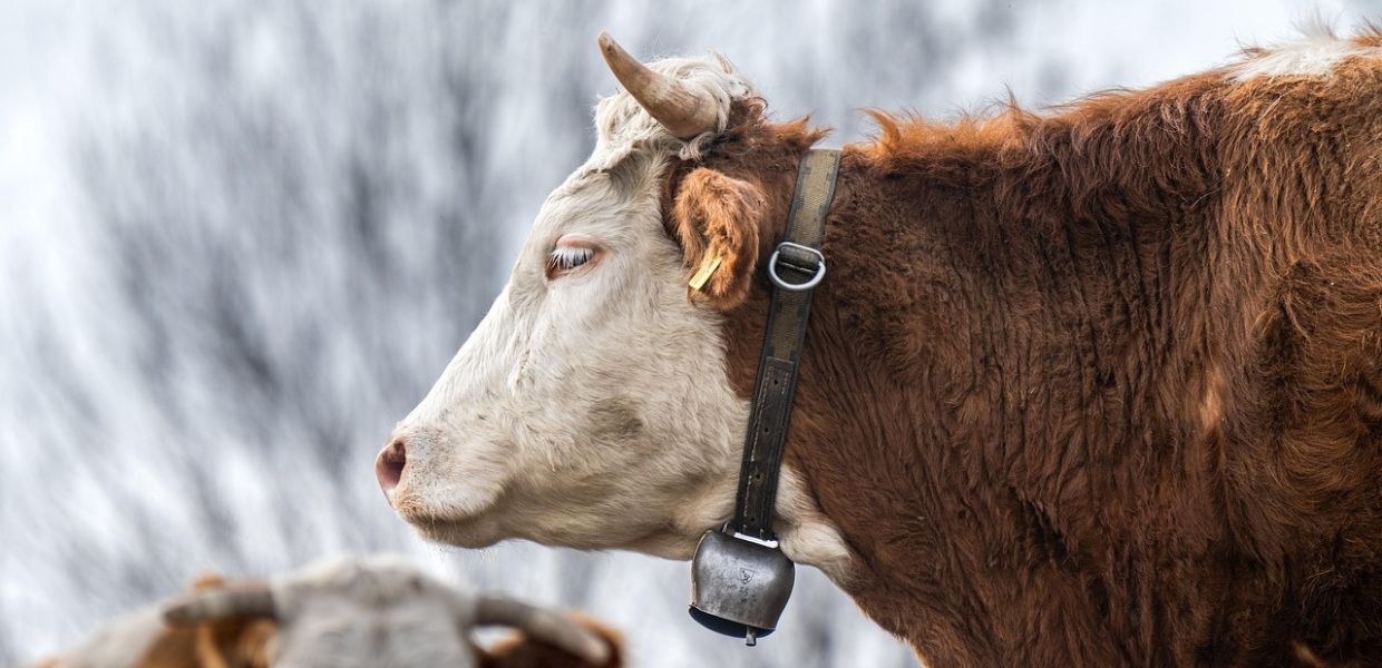 25 anni fa il primo caso di "mucca pazza" in Italia