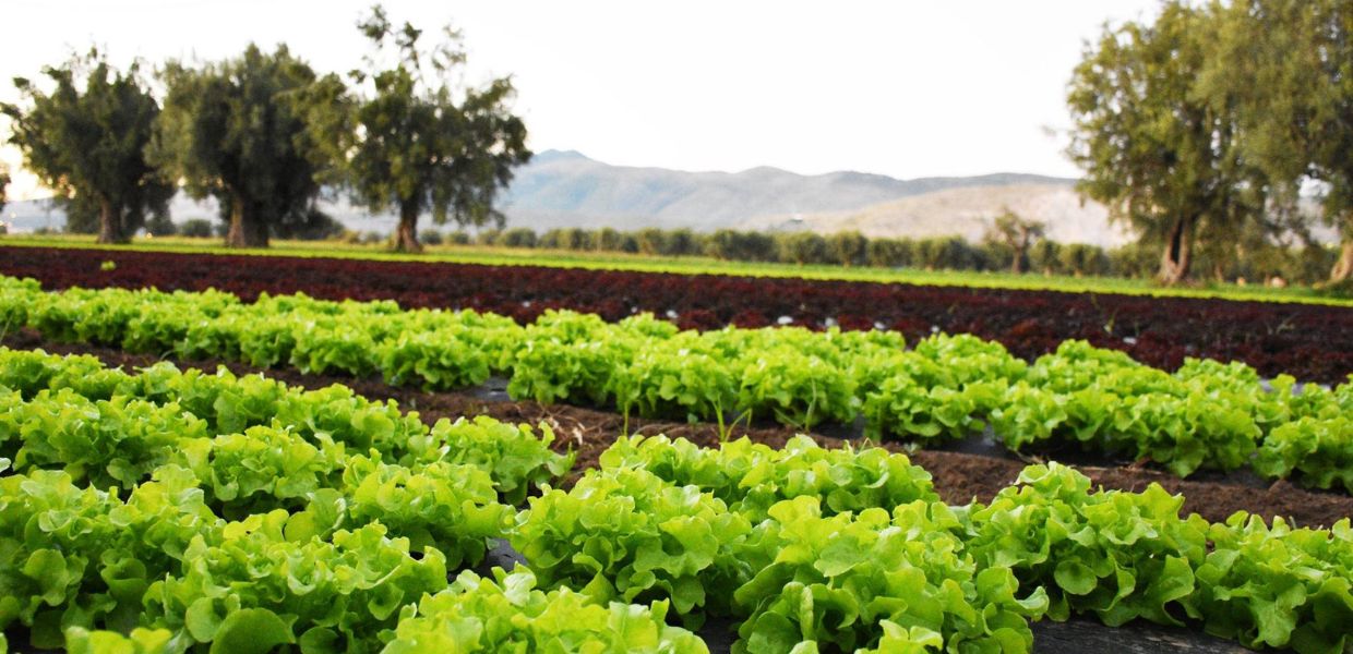 Agricoltura biodinamica, nel cuore della Campania Felix il progetto Amico Bio