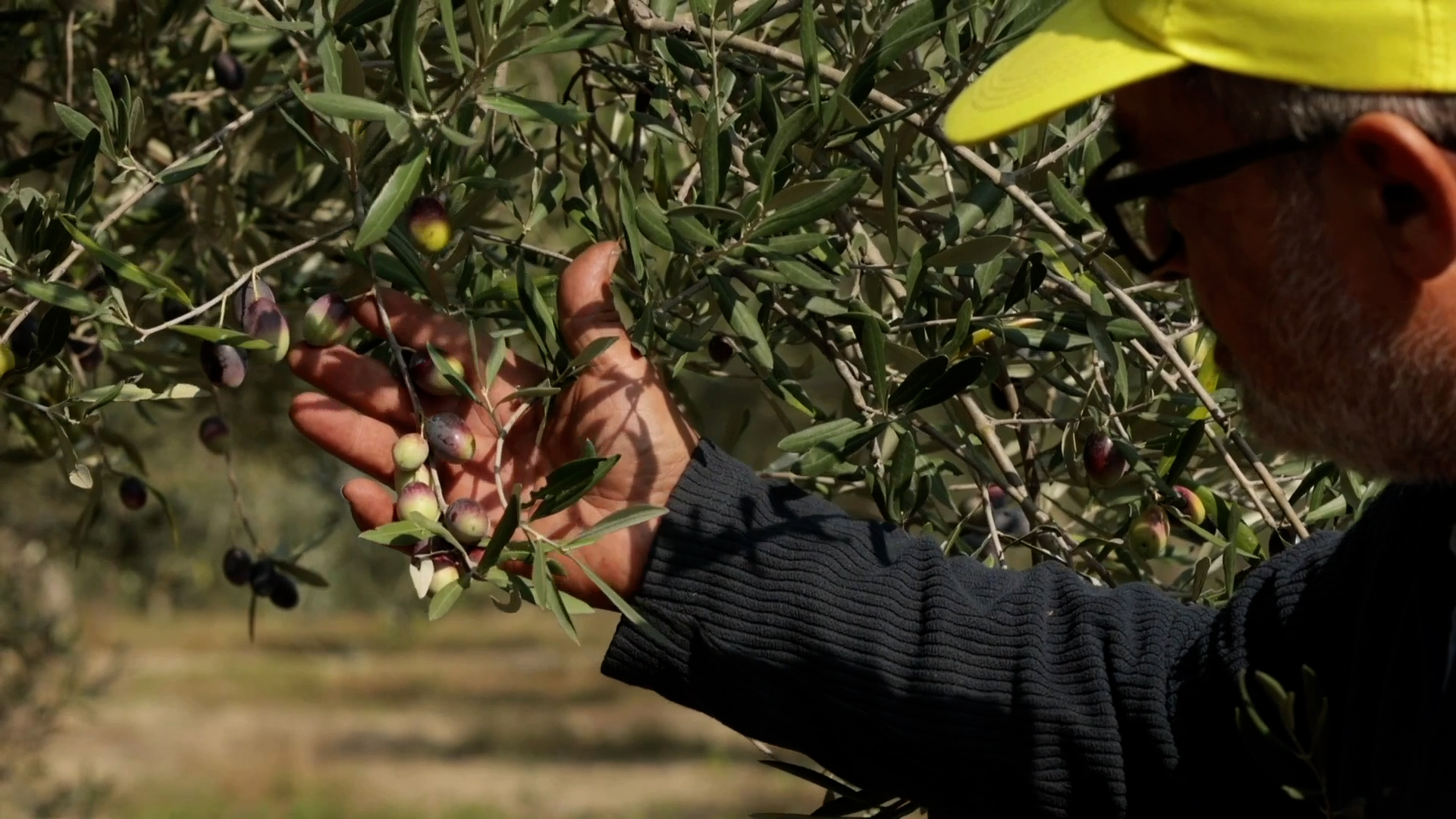 Unaprol e l'Università di Reggio Calabria lanciano progetto per valorizzare l'olio Evo di Calabria e Basilicata