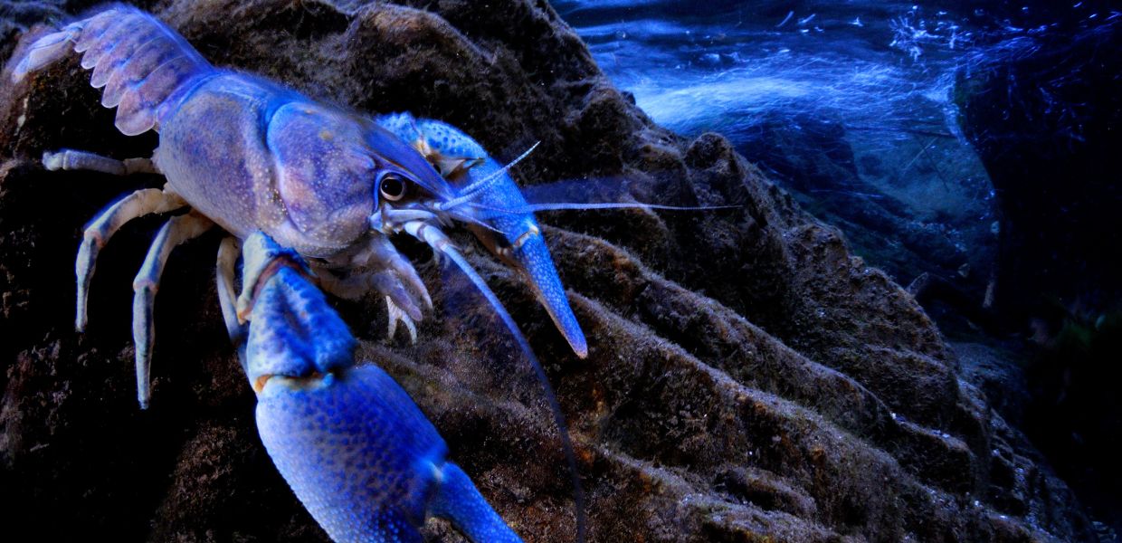 Al MAXXI la mostra Il Paese della Biodiversità