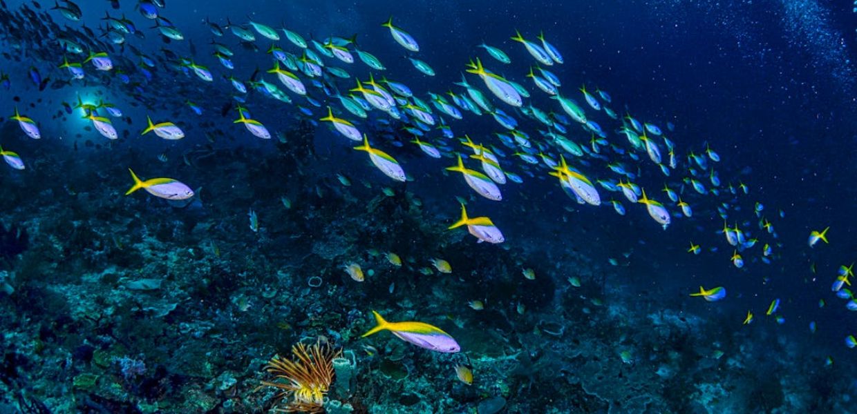 Microplastiche, trovate in un terzo dei pesci del Pacifico