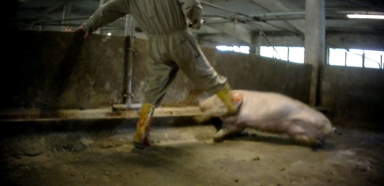 Allevamenti intensivi in Italia: arriva la storica sentenza