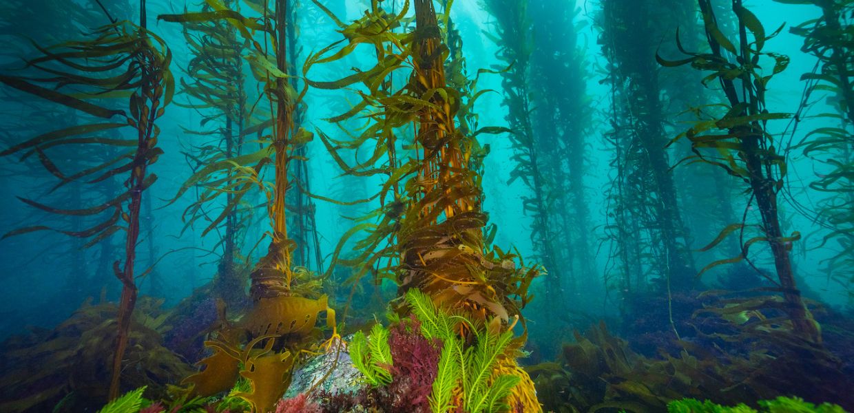 aree marine protette alghe foreste ondate di calore