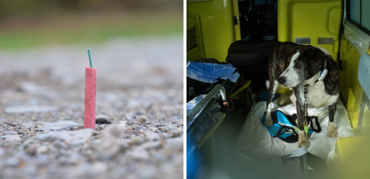 Botti di Capodanno 2026: un morto, 283 feriti e animali in fuga