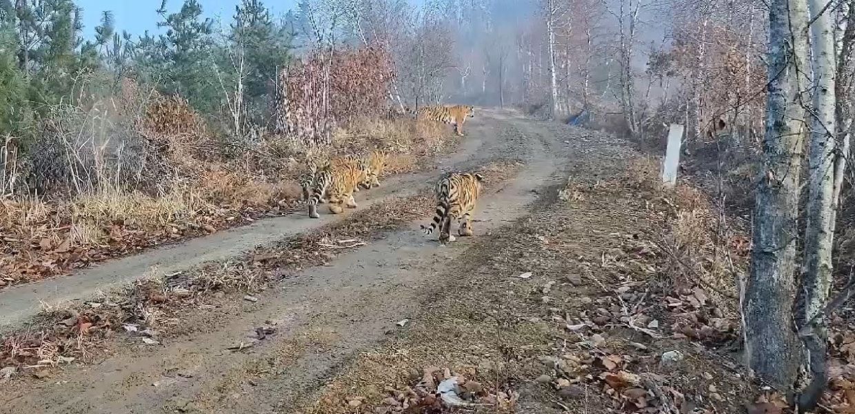 cina tigri amur video