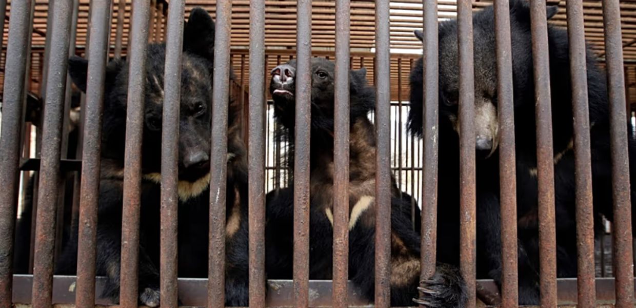 Corea del Sud, stop all'allevamento di orsi per la bile