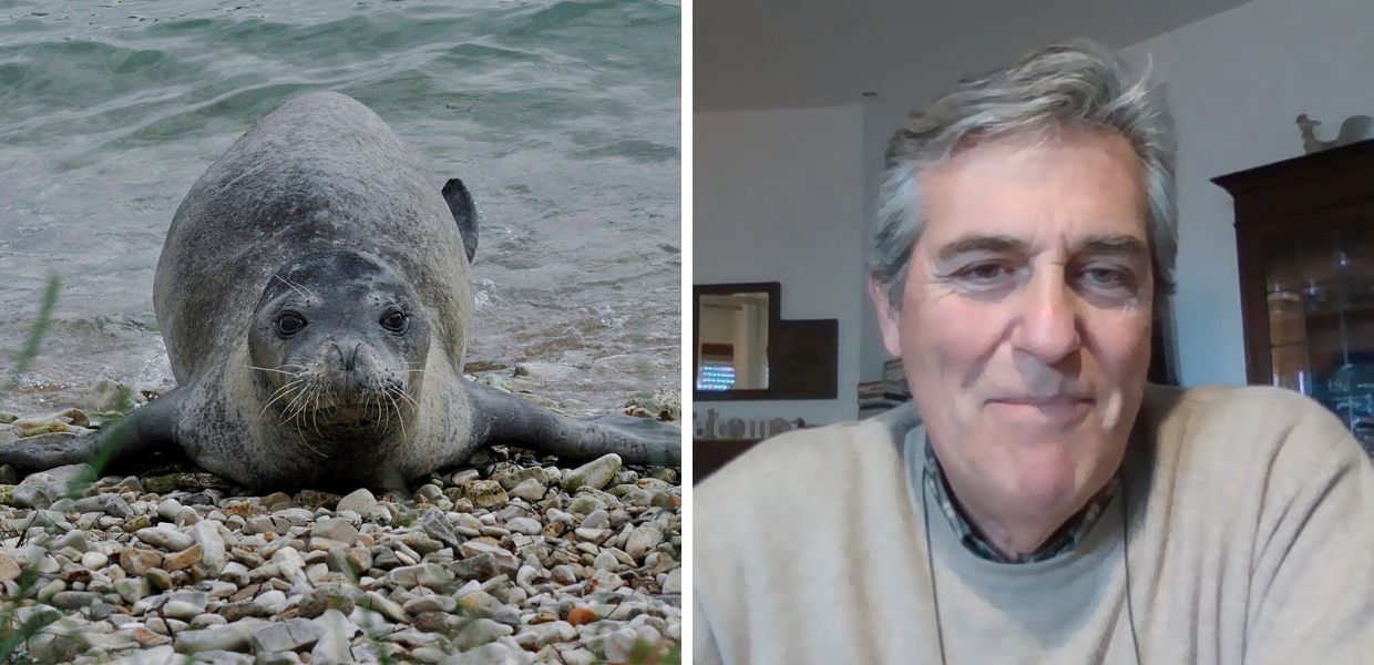 Animali, la foca monaca è tornata in Italia?