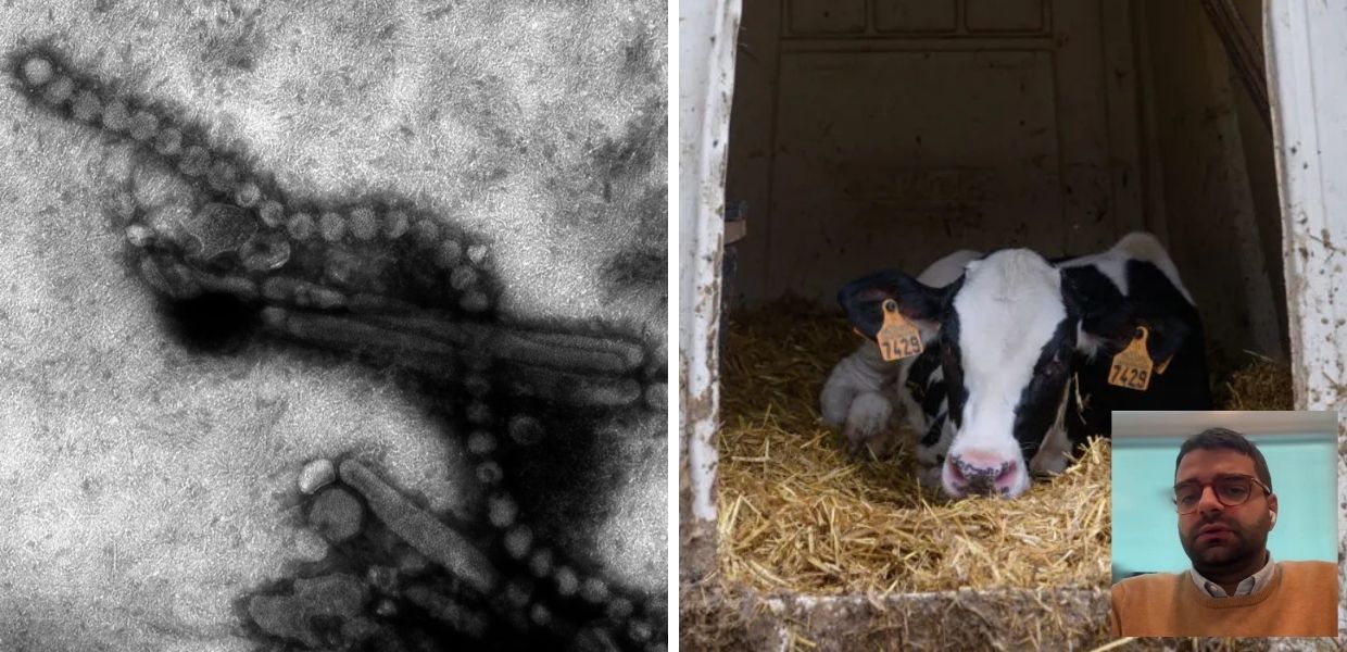 Influenza aviaria: anticorpi del virus in una mucca. L'intervista al ricercatore