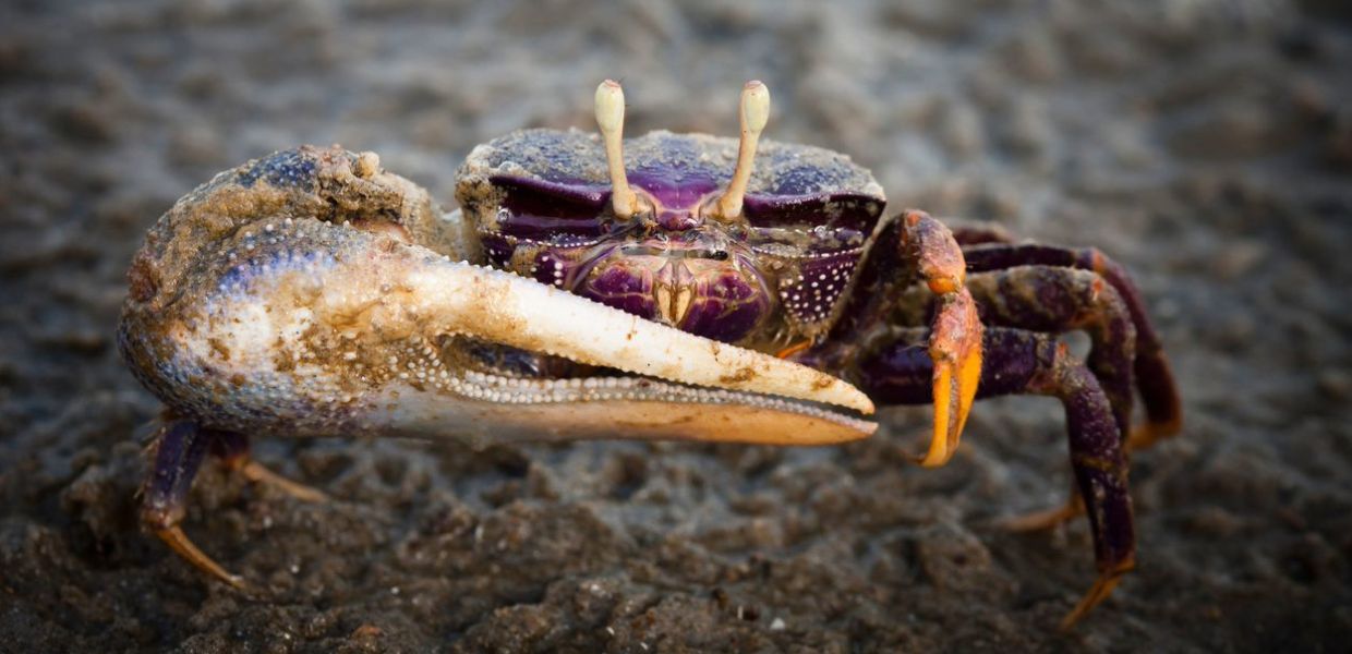 I granchi violinisti possono ingerire e degradare particelle di microplastica. Lo studio.