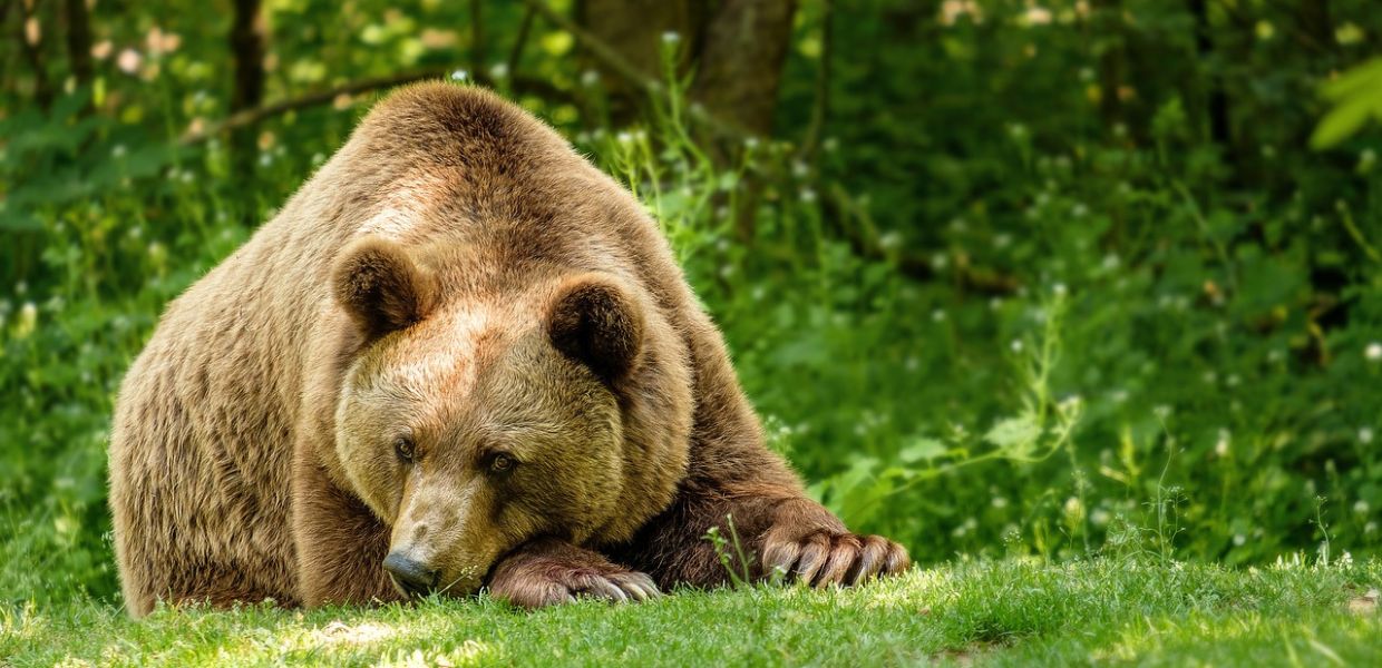 Uccisione dell'orsa Amarena, stop (per ora) al processo. Ecco perché