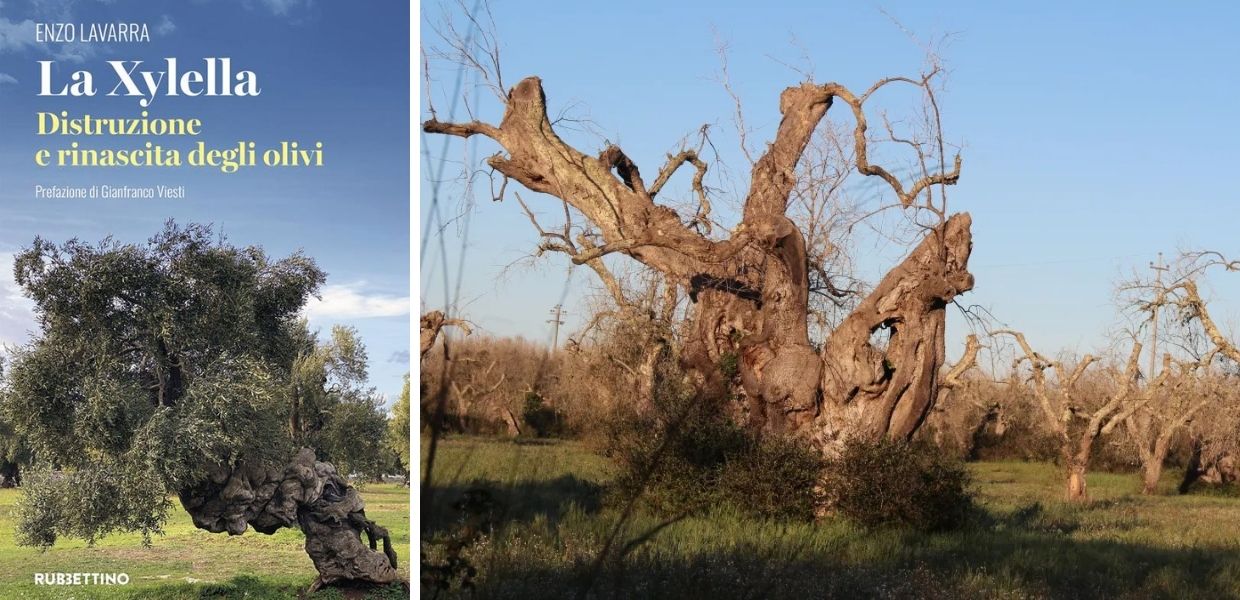 xylella libro enzo lavarra