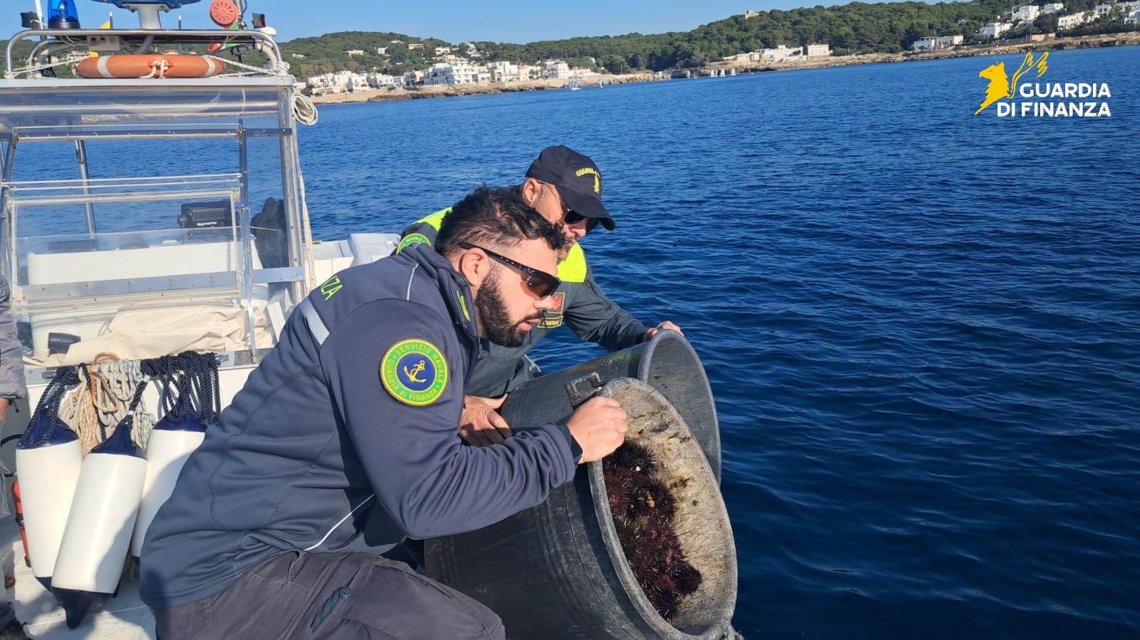 1.200 ricci di mare pescati illegalmente e sequestrati in Puglia