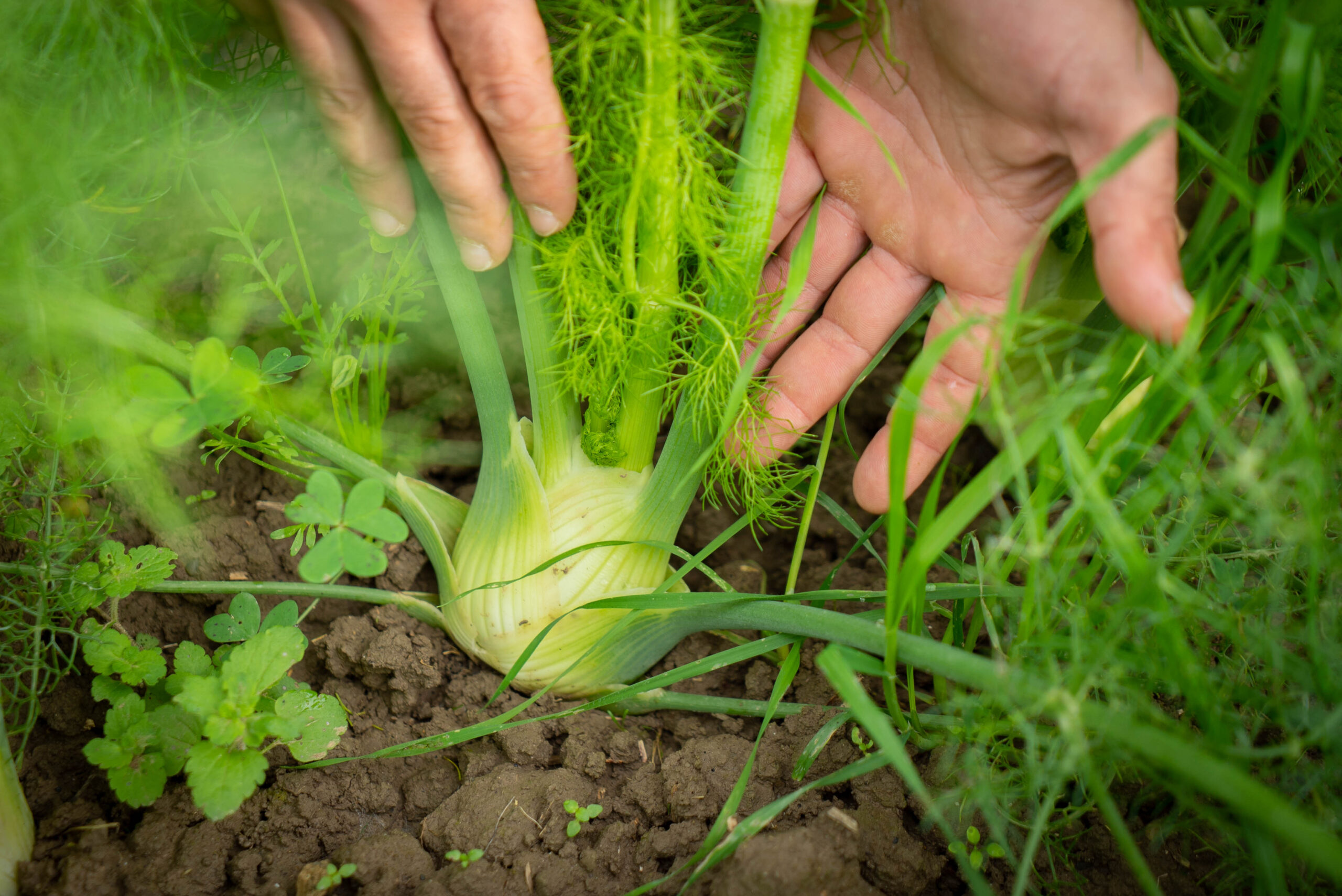"Il giusto prezzo del cibo per la salute dell'uomo e della terra”, la nuova campagna
