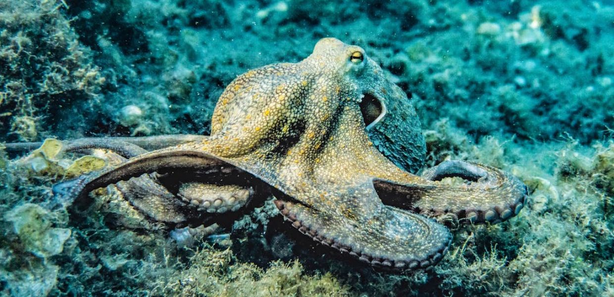 La plastica altera il comportamento dei polpi nella caccia