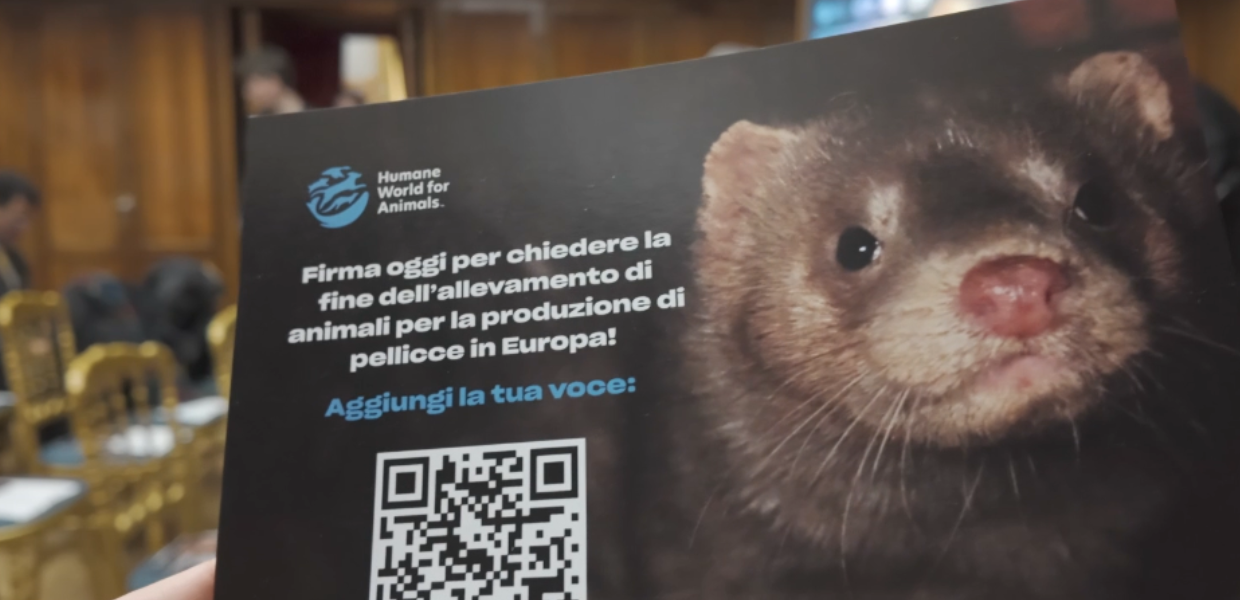Stop alle pellicce: appello degli eurodeputati al Commissario europeo per il Benessere animale e la mozione dei consiglieri di Roma Capitale.