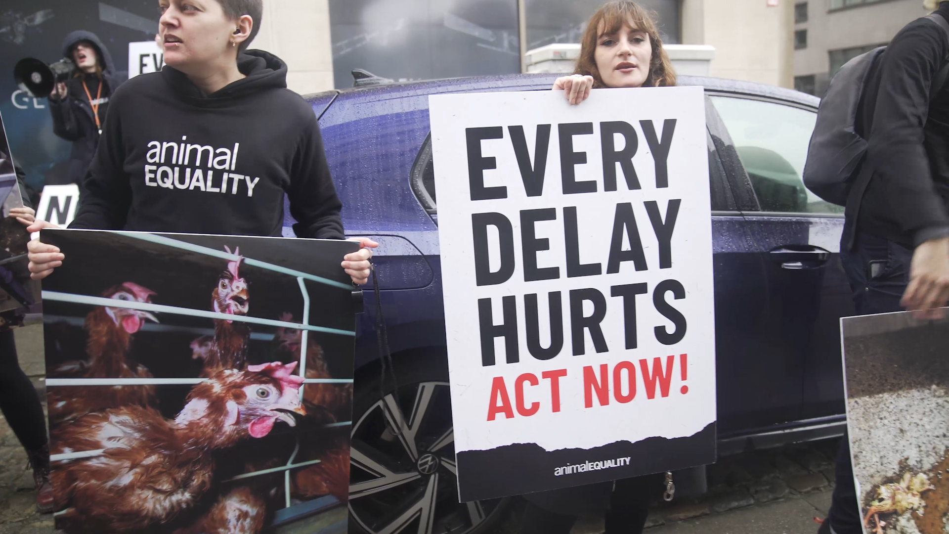 "Stop all'uccisione di pulcini maschi nell'Ue", Animal Equality chiede la legge