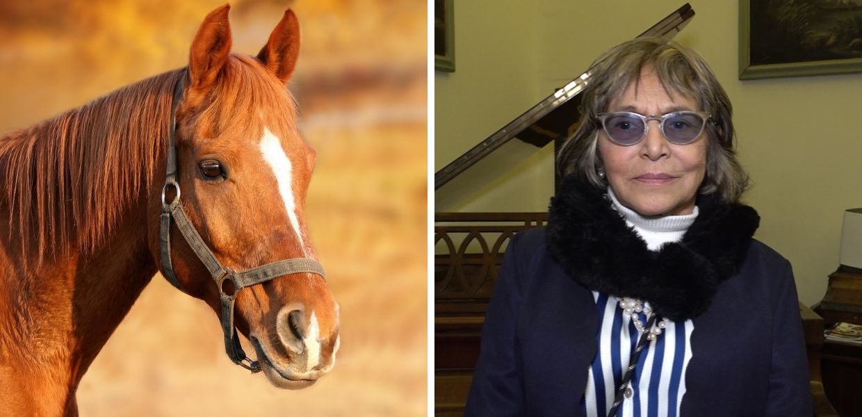 Carne di cavallo, ecco la proposta di legge per bandirla