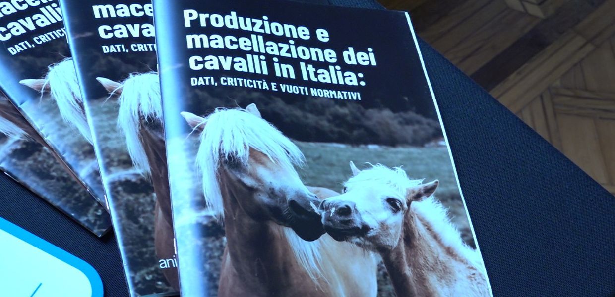 Verso lo stop alla macellazione dei cavalli in Italia. Il convegno a Roma