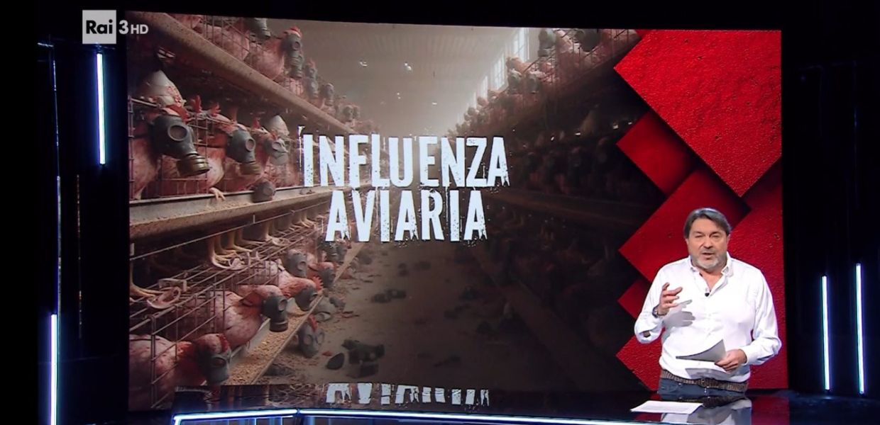 Influenza aviaria in Italia, l'inchiesta di Report