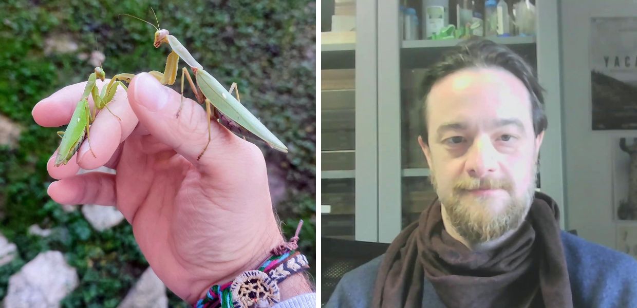 Perché le mantidi aliene stanno invadendo l'Italia? L'intervista all'entomologo