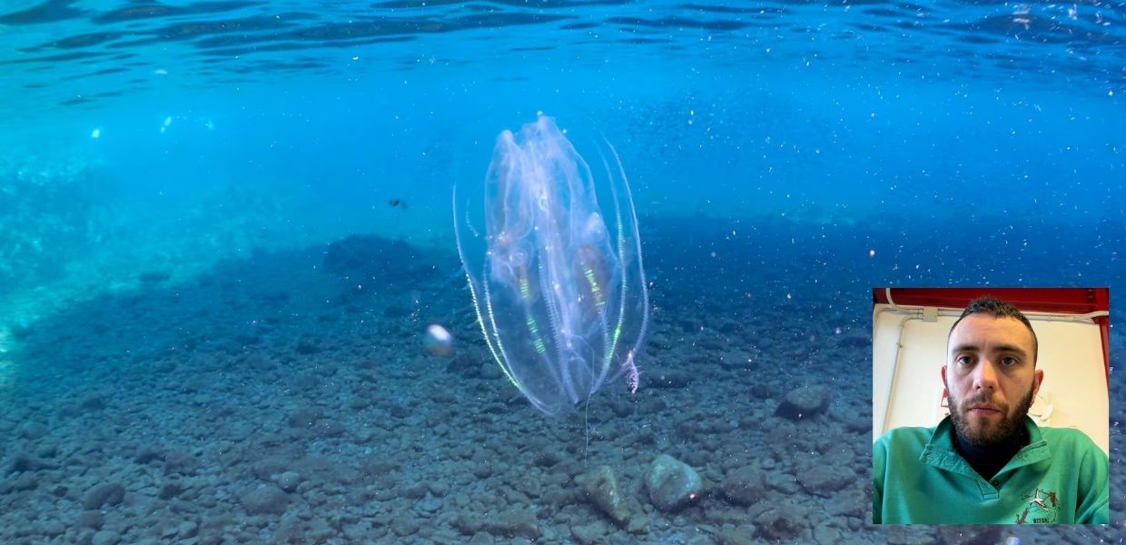 Animali, ecco perché la noce di mare è un pericolo per la Laguna di Venezia