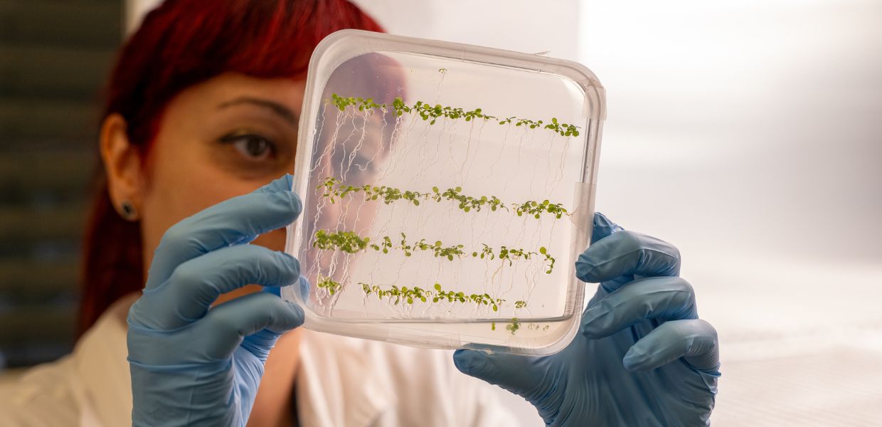 Rivoluzione verde, arriva la prima pianta bioibrida