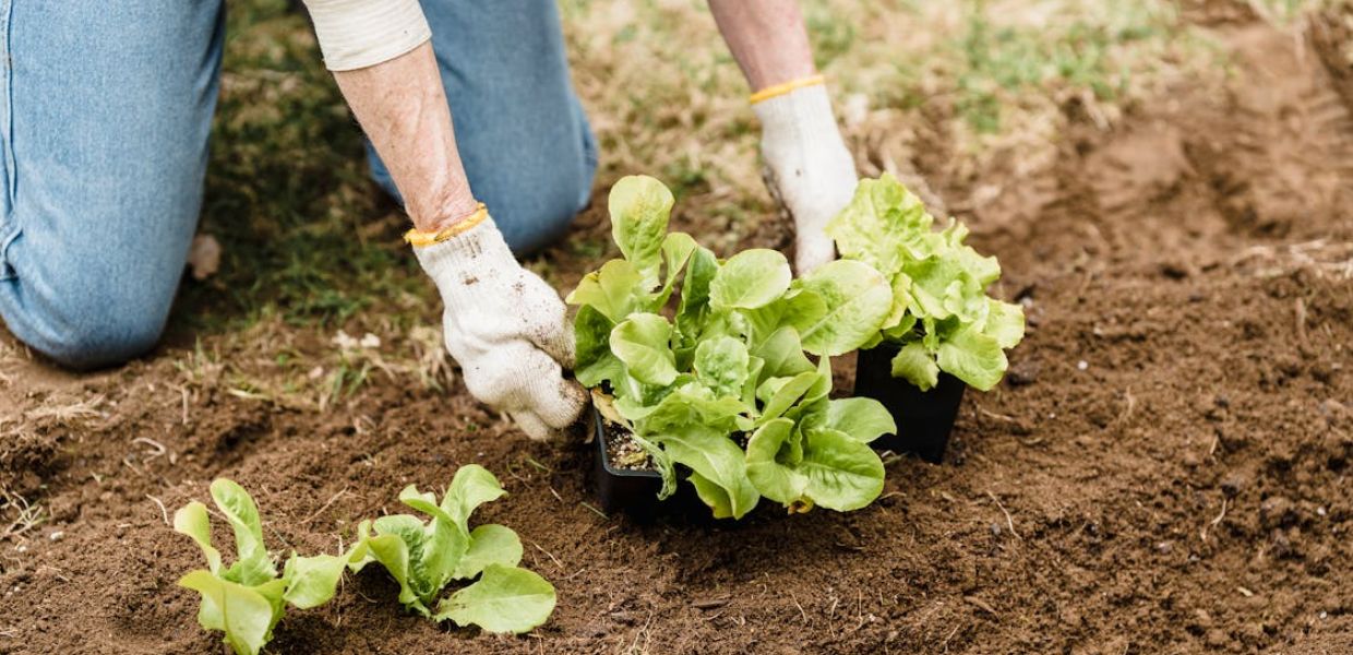 Biologico, record in Europa. Italia terza per ettari coltivati