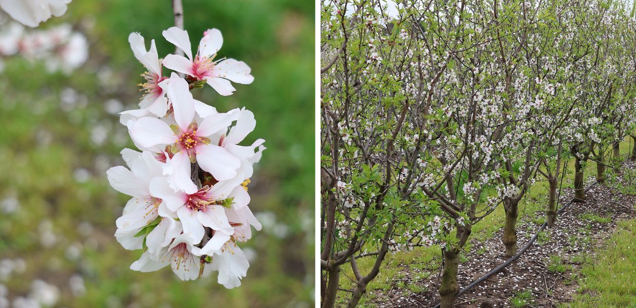 Lazio, a Maccarese c'è il mandorleto più grande d'Italia