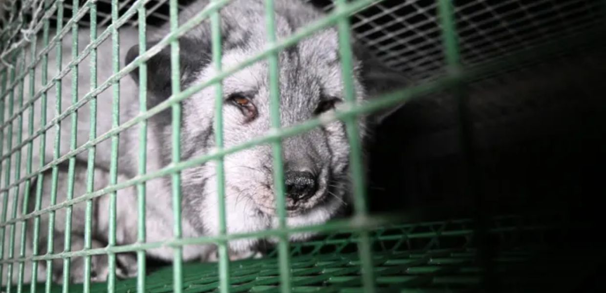 Reality Projected la campagna che svela le crudeltà dell'industria delle pellicce