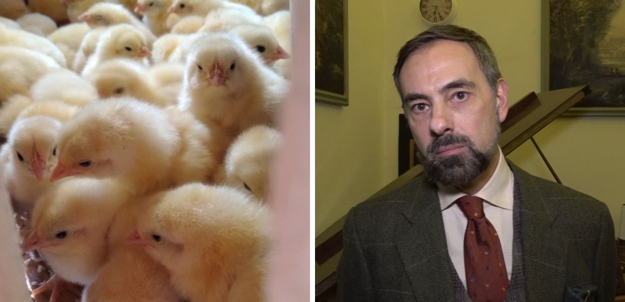 Diritti degli animali, parla l'avvocato Glauco Gasperini
