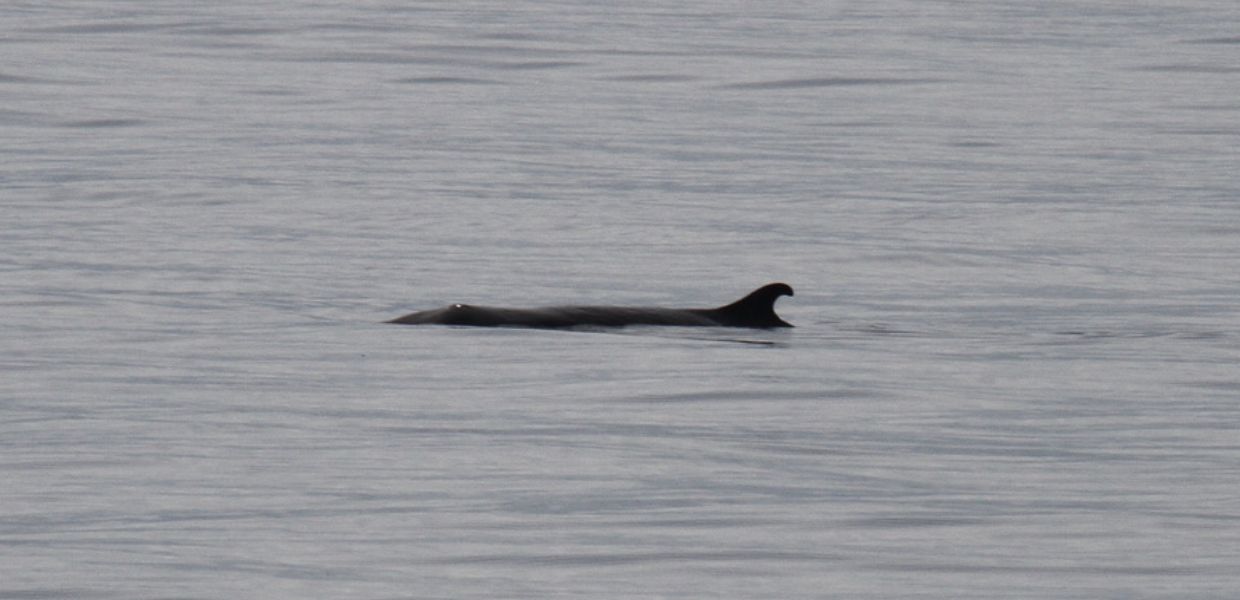 Capodoglio pigmeo nel Mediterraneo, la scoperta dall'analisi del DNA ambientale