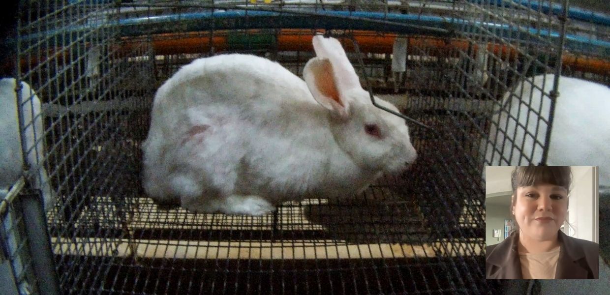 Essere Animali: "Ecco come vivono i conigli negli allevamenti intensivi"