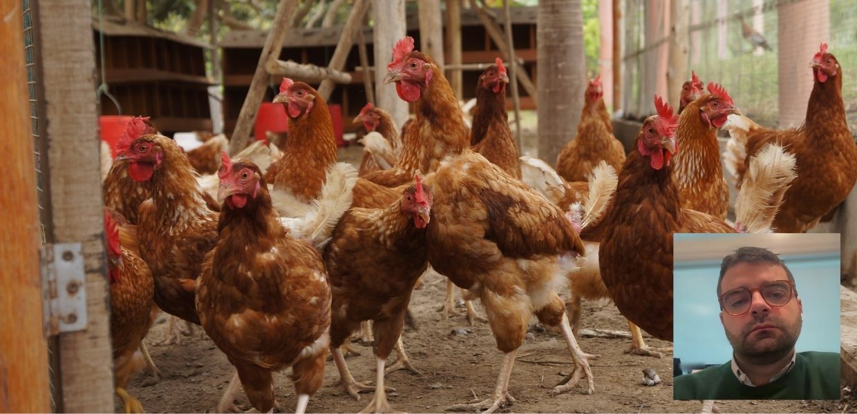 Primo caso umano di influenza aviaria in Italia. L'esperto: "No allarmismi"