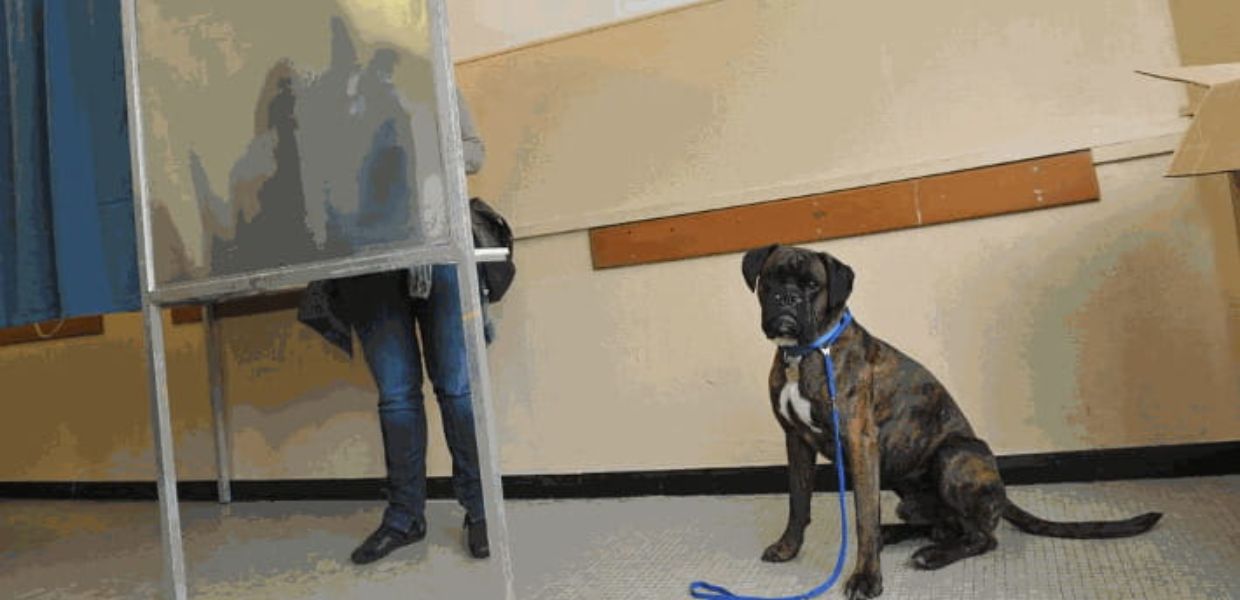 Referendum Giustizia: si può andare a votare con il proprio cane?