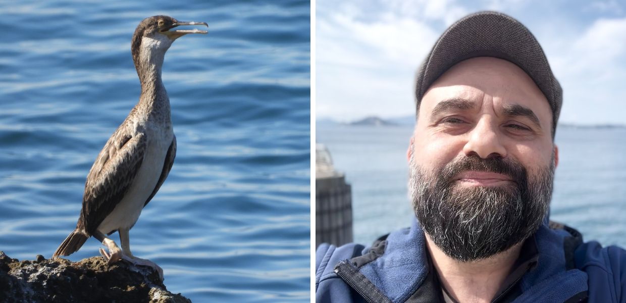 Scienza, gli uccelli marini tendono agguati alle prede