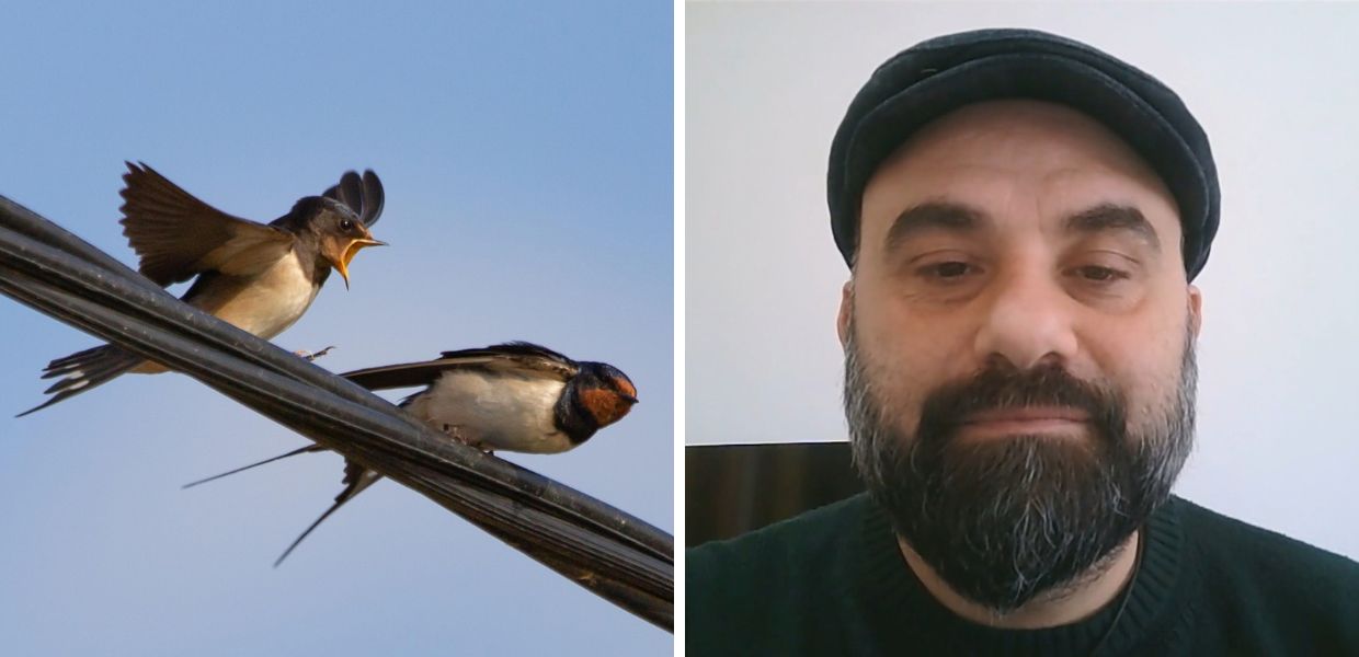 Animali in viaggio: perché gli uccelli migrano? L'intervista all'ornitologo