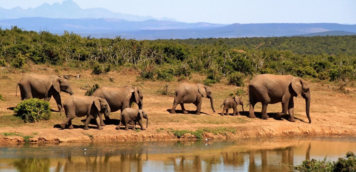 World Wildlife Day, oltre 4.000 specie animali e vegetali vittime del commercio illegale