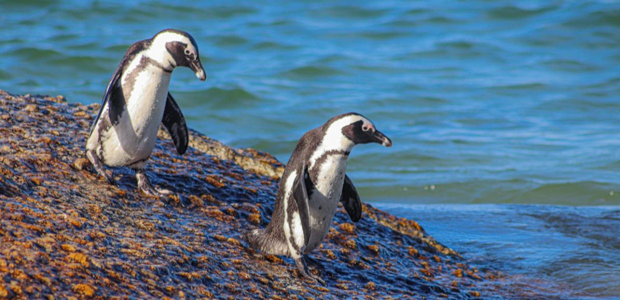 PFAS, scoperti anche in Patagonia grazie ai pinguini