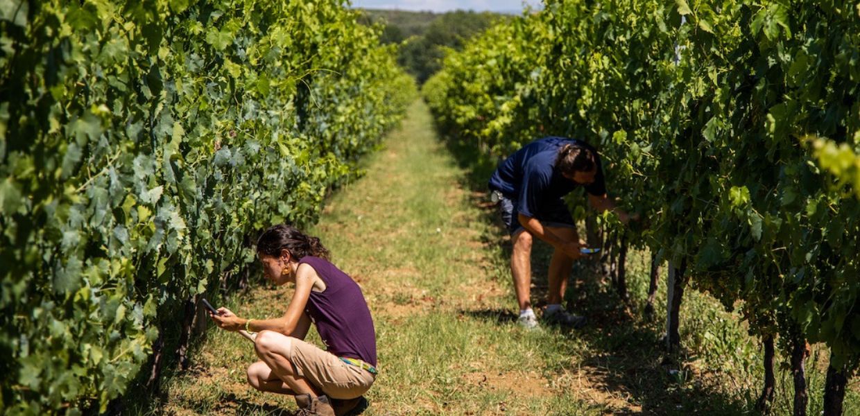 Torgiano (Pg), Terre Margaritelli ed Unipg insieme per un vino ‘low alcol’
