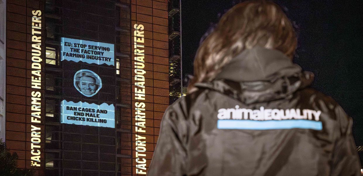 Bruxelles, blitz di Animal Equality alla Commissione Europea | VIDEO