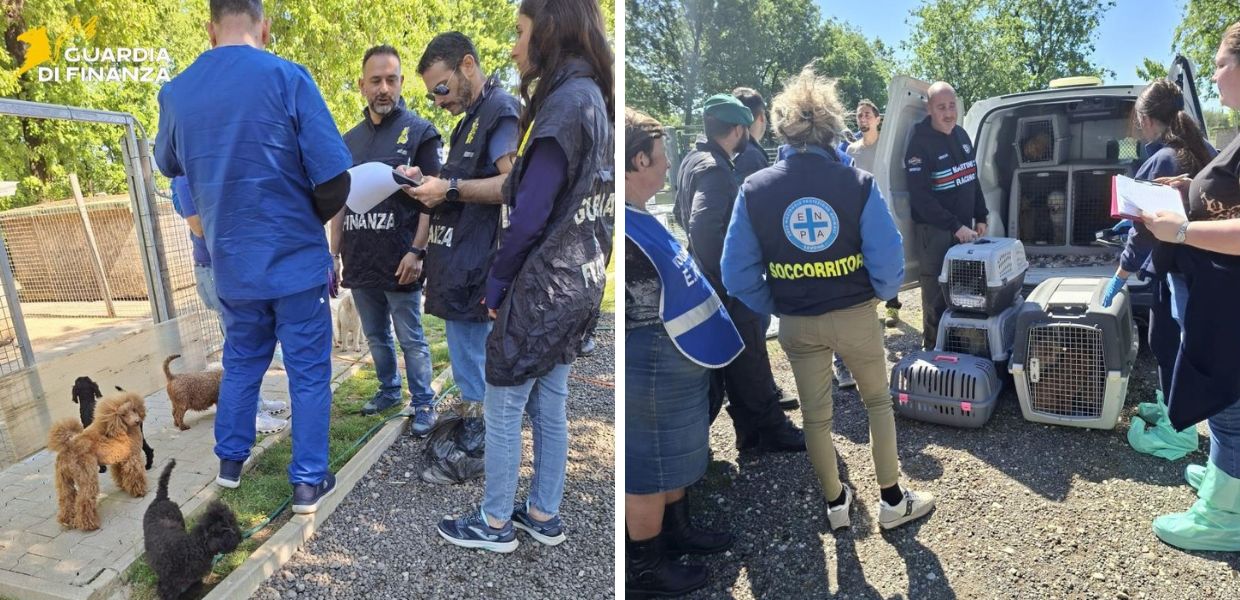cani pisa canile lager sequestro