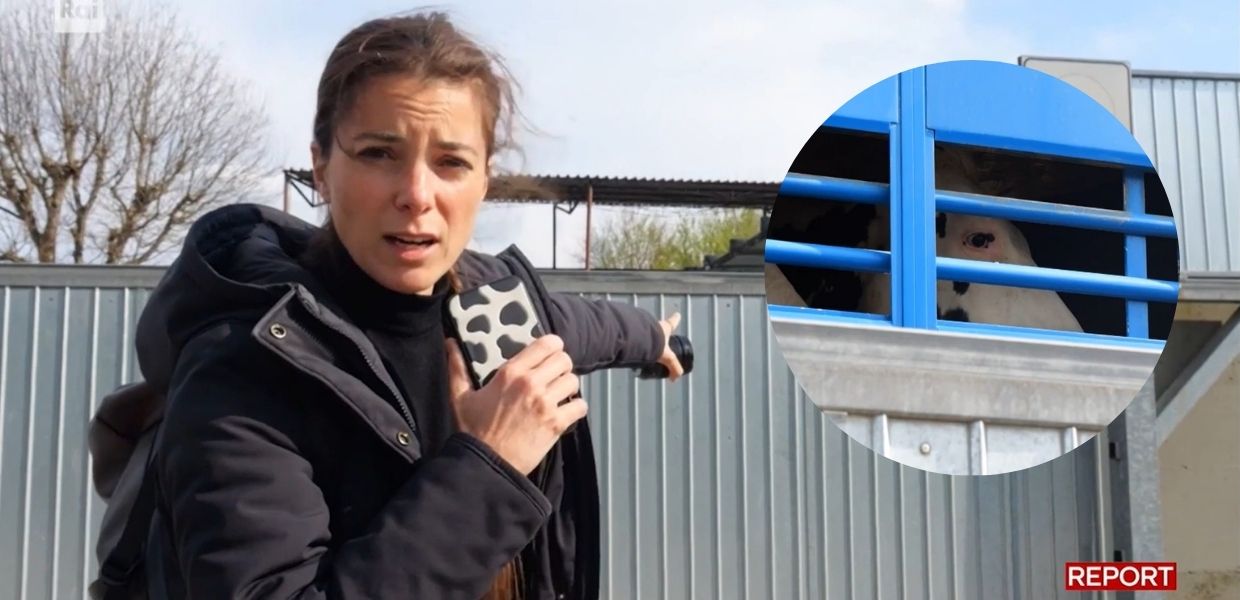 Animali diretti al macello: aggredita troupe di "Report"