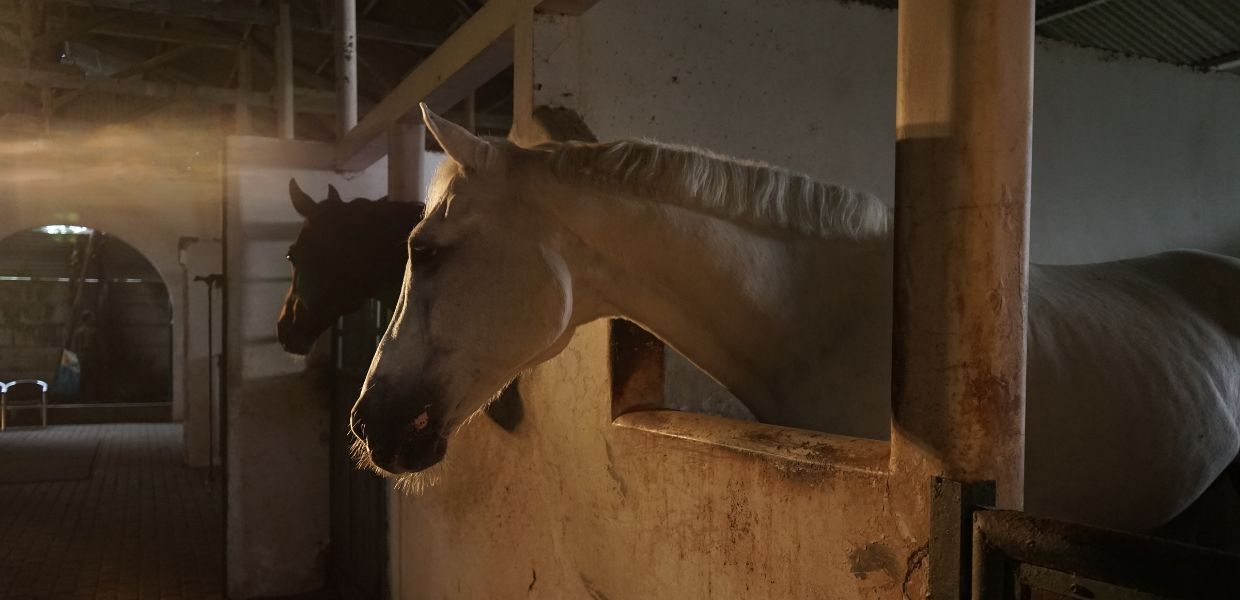 Cavalli dopati al macello, la denuncia di Animal Equality Italia